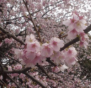 上野公園の桜