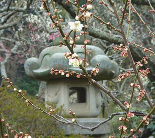 石灯篭と梅