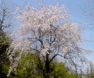 しだれ桜