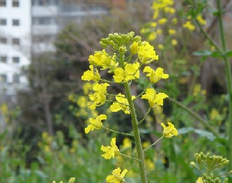 都会の菜の花・・神社の森で・・