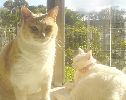 リリィとララ♪