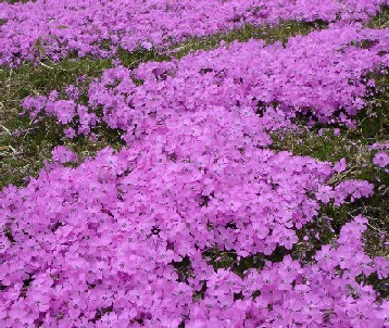 丘の上の芝桜花壇