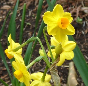 黄色の日本水仙