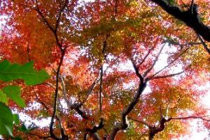 鎌倉の紅葉