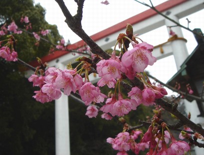 鎌倉宮の河津桜