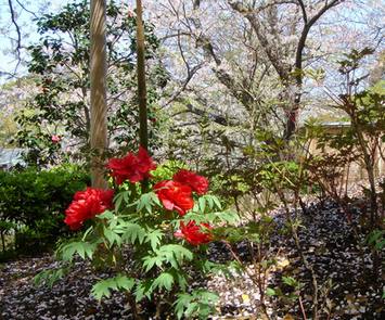 桜と牡丹の競演・・