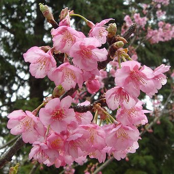 鎌倉宮の河津桜