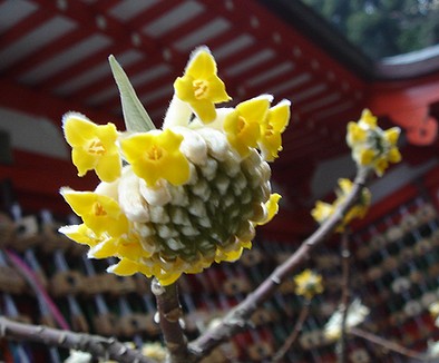 荏柄天神のミツマタ