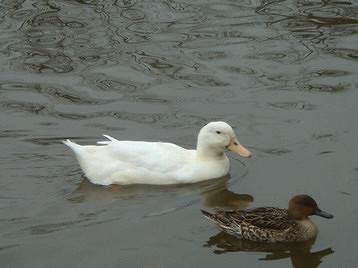 鎌倉八幡宮　源氏池の水鳥