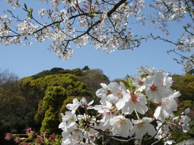 新緑の山と桜