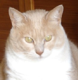 リリィたん。。