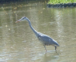 源氏池の水鳥