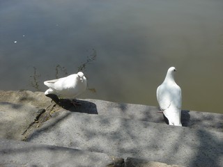 ２羽の白鳩
