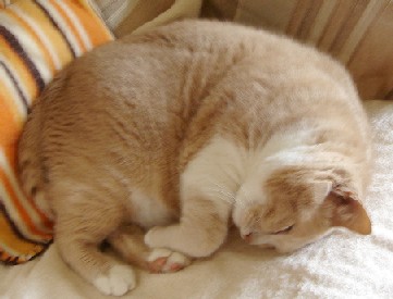 ふくよか～リリィたん。。