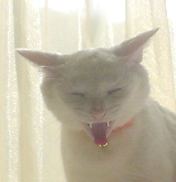 ララ♪ちゃん・・アクビ～