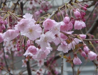 山手の桜