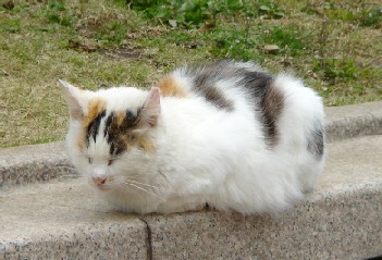 みなとのみえる丘公園の猫