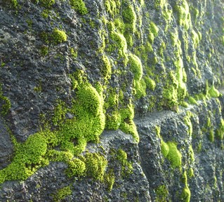夕日に輝く苔・・・