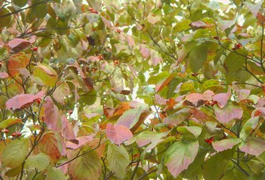 ほんのり・・・