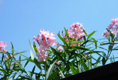 青い空と・・・キョウチクトウ