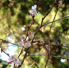 １０月桜　東慶寺にて・・　