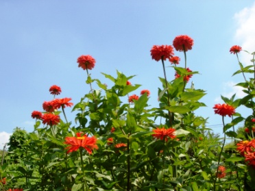 青い空と・・百日草