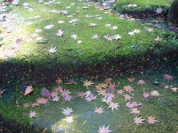 もみじの葉が散る・・苔の階段・・・