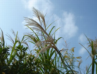 ススキと空・・