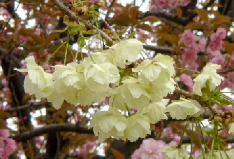 緑色の八重桜