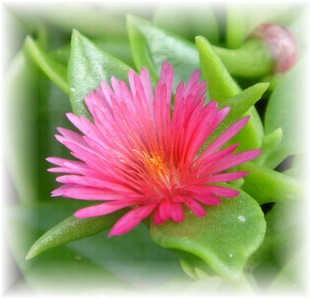 小さな花