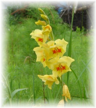 黄色のグラジオラス