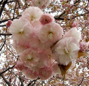 八重桜