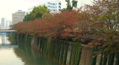 秋色の目黒川