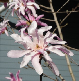 ピンクのこぶし