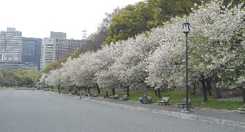 外苑の八重桜