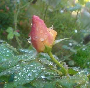 薔薇と水滴