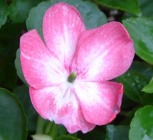 インパチェンス