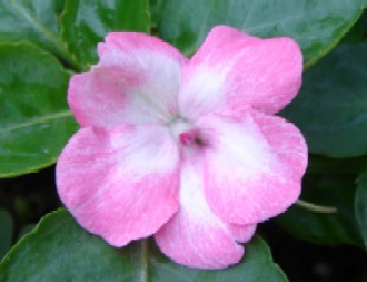 インパチェンス