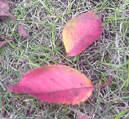 桜の葉
