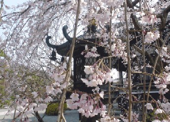 本覚寺のしだれ桜