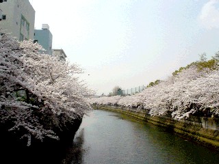 大岡川の桜