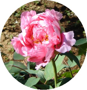 牡丹（ぼたん）