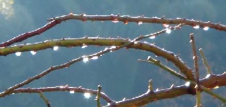 つるバラの枝と水玉