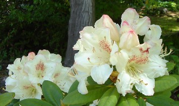 石楠花（しゃくなげ）