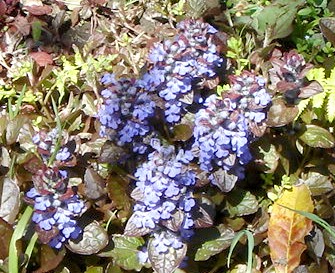 十二単（じゅうにひとえ）