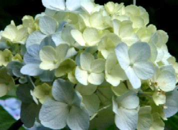 紫陽花