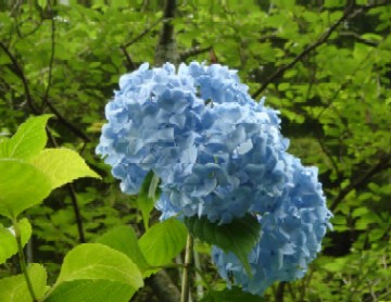 明月院の紫陽花