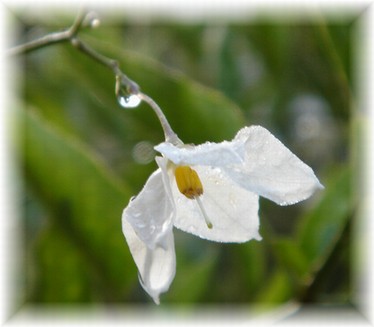 ツルハナナスのしずく