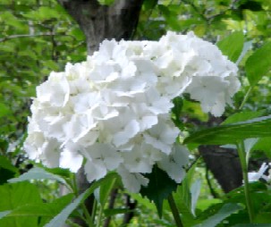 明月院の紫陽花