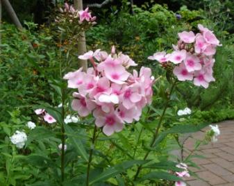 イングリッシュガーデンの花